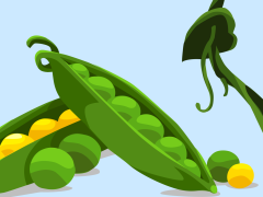 Pea pods