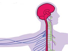 nervous system in the body