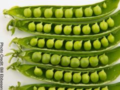 seeds image
