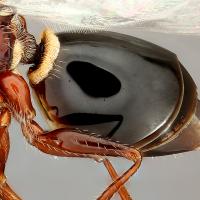 The shiny cuticle on the outside of an insect that holds chemicals called cuticular hydrocarbons