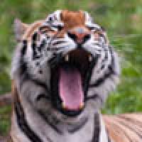 Tigers are Grrrrreat!