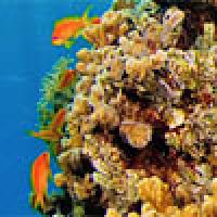 Fishy Vanishing Act
