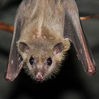 A close-up photograph of an Egyptian fruit bat hanging down from its perch