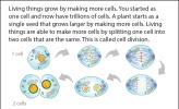 Illustration of cell division
