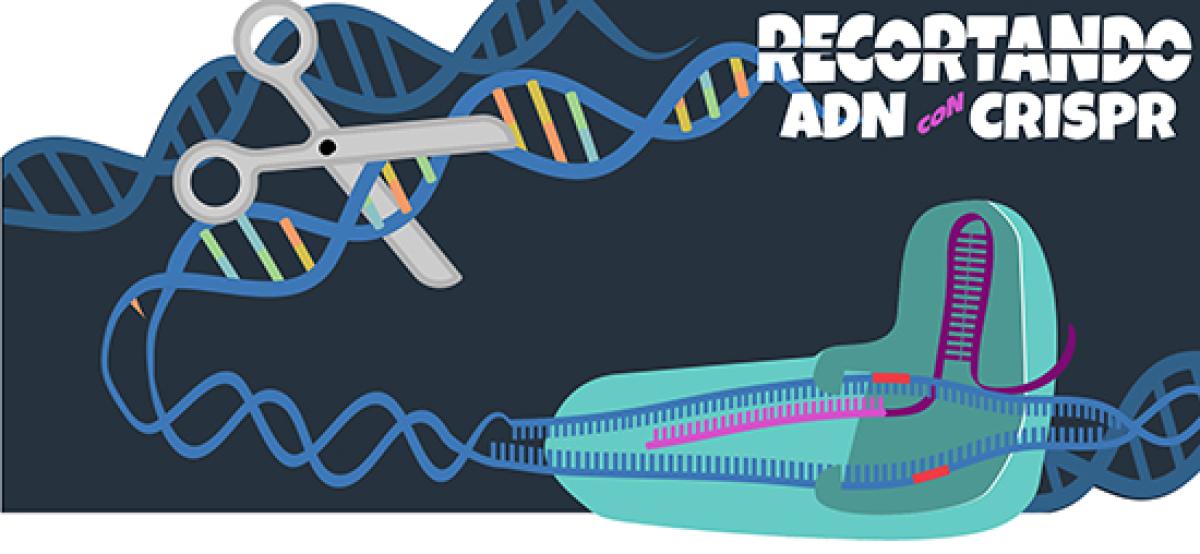 recortando adn con crispr