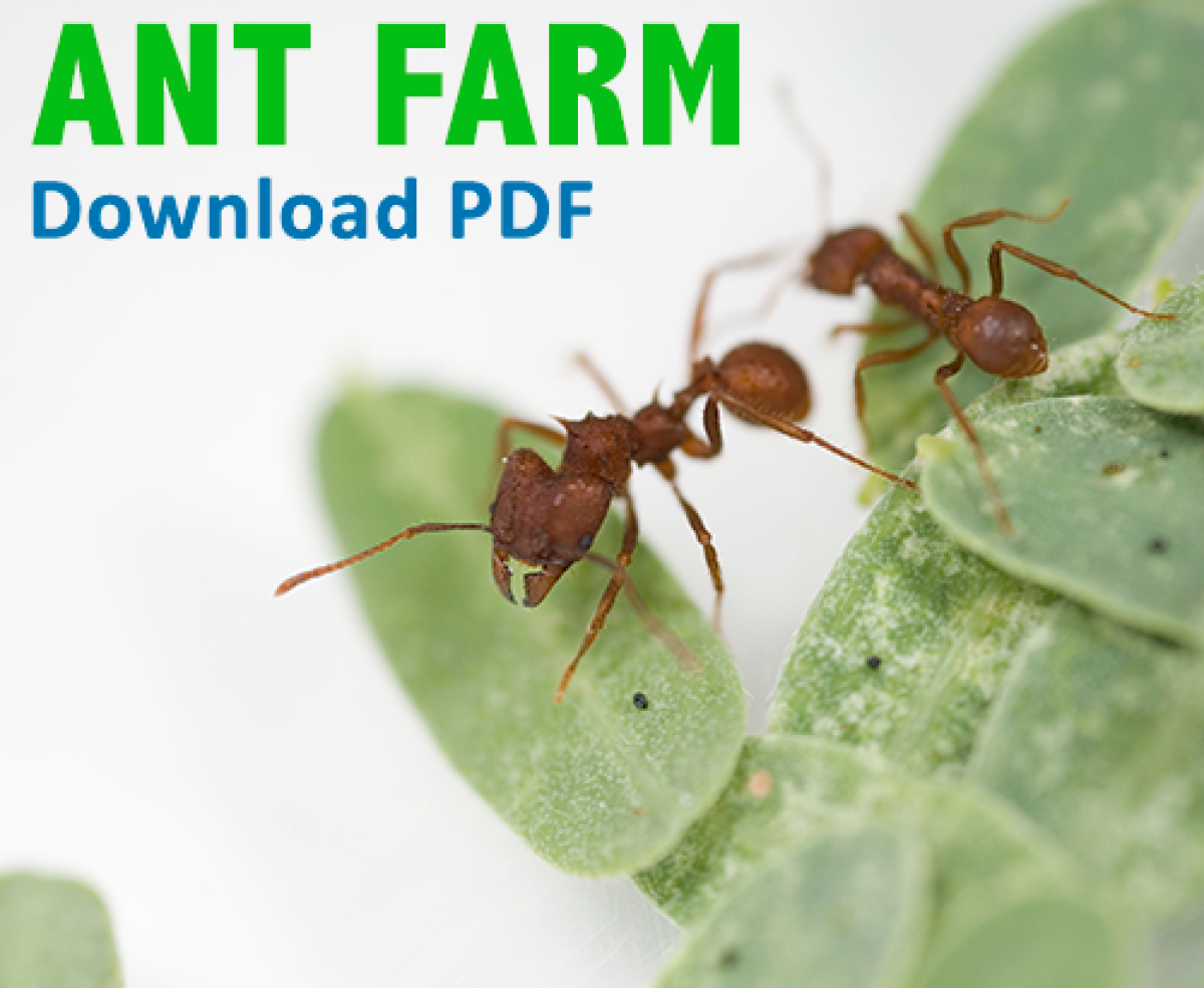 Ant farm PDF