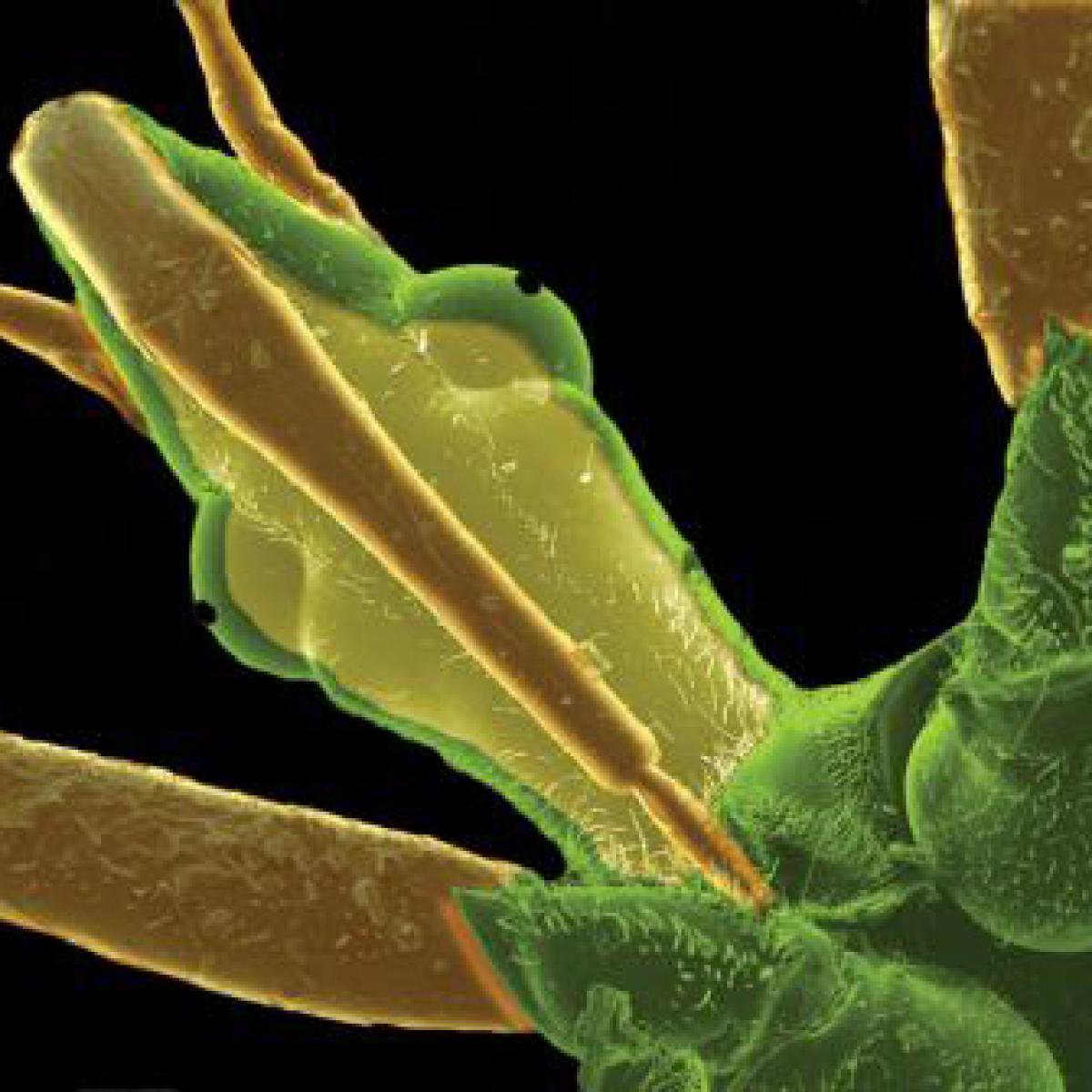 Assassin Bug image
