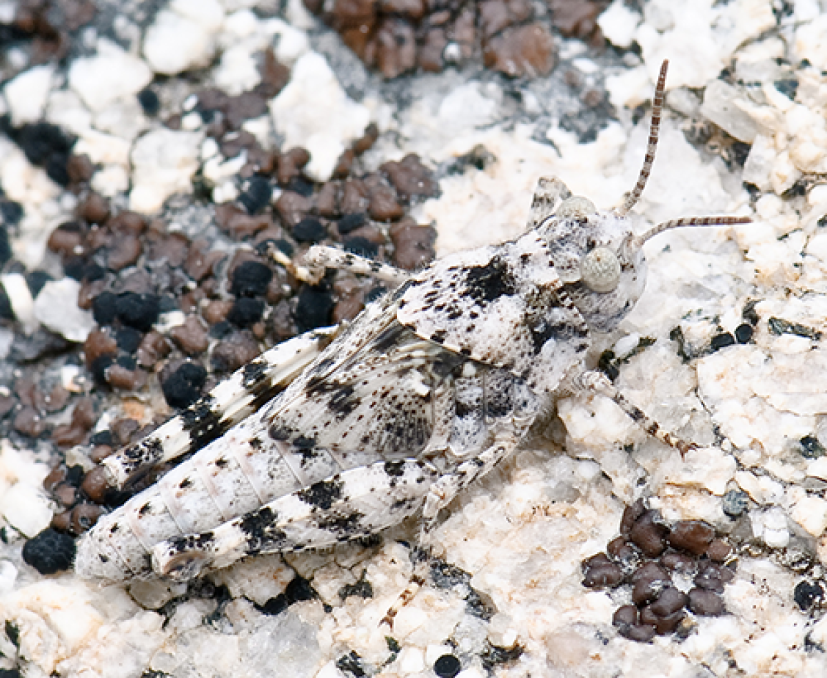 Camouflaged grasshopper