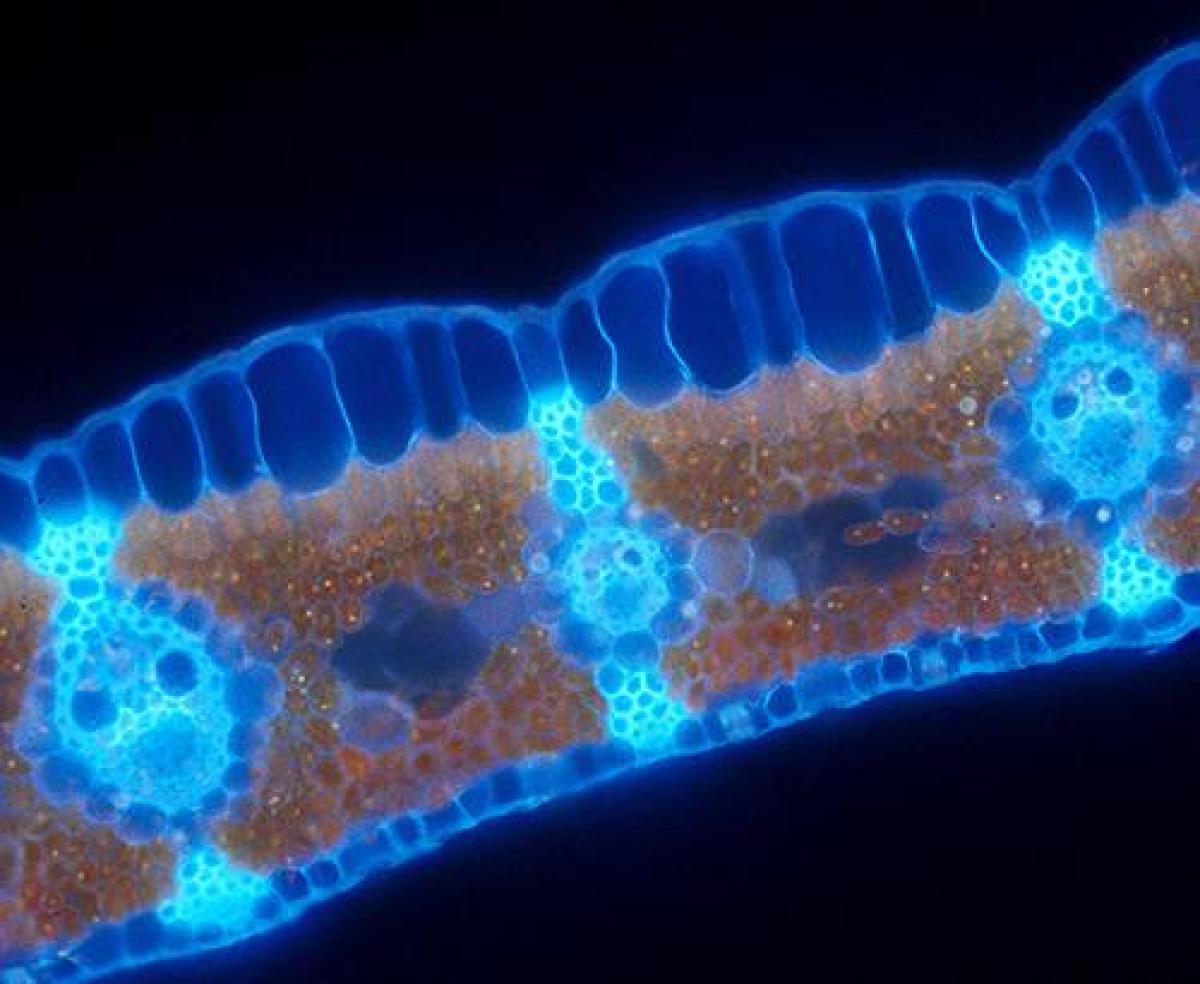 Cyperus Alternifolius cross section