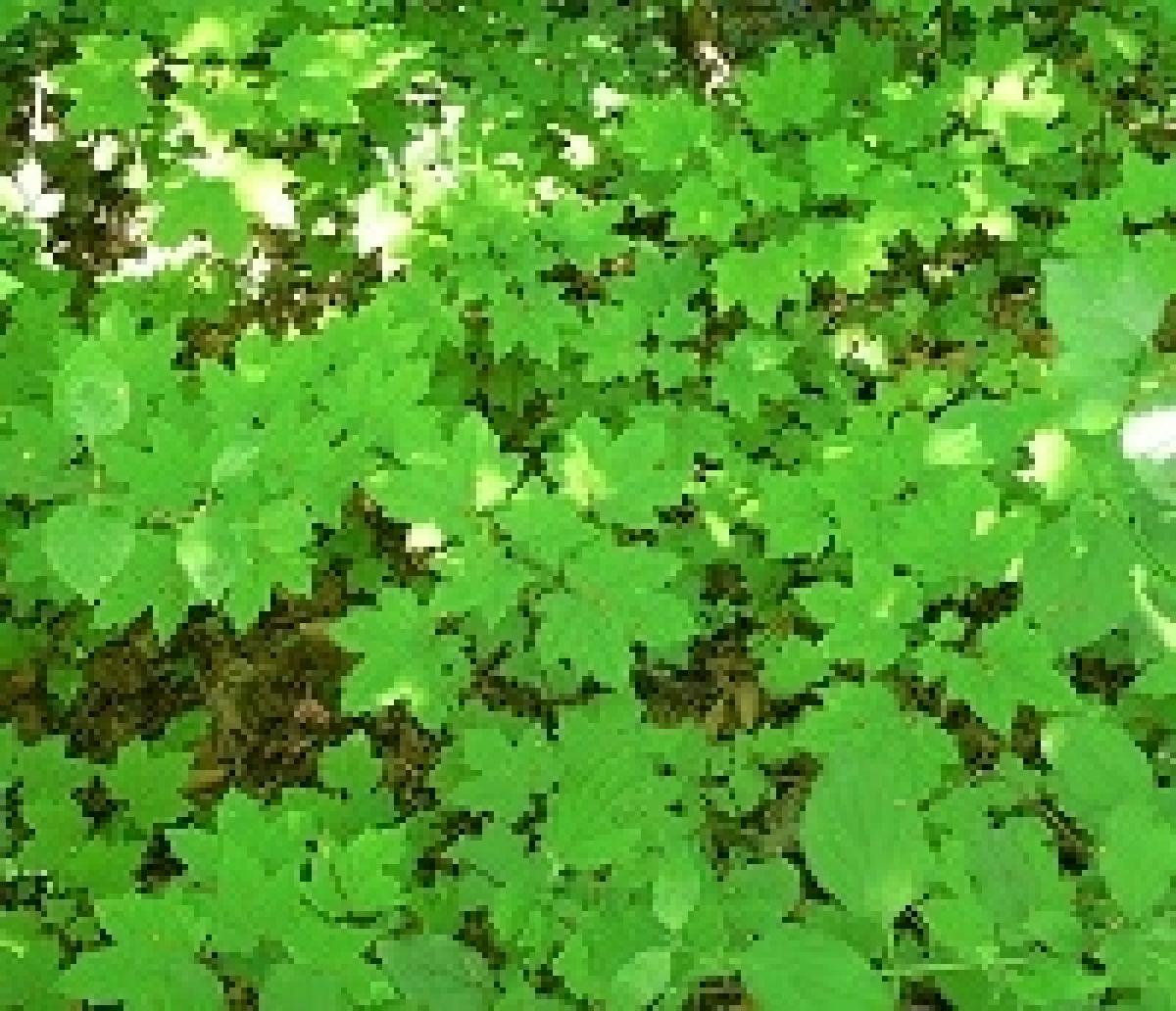forêts