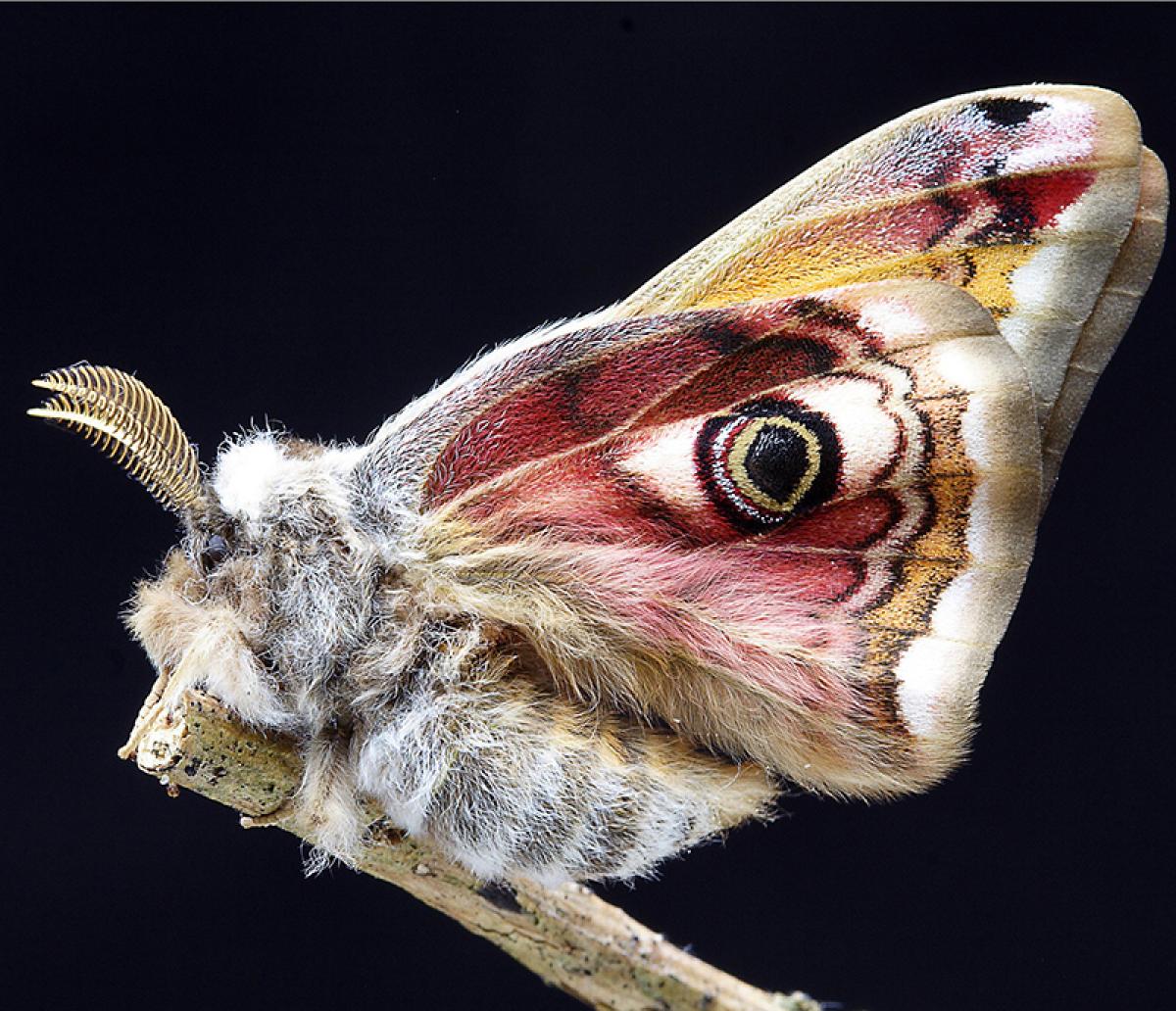 Moth with complex antennae