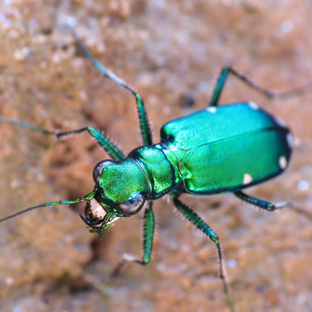 Six spotted tiger beetle