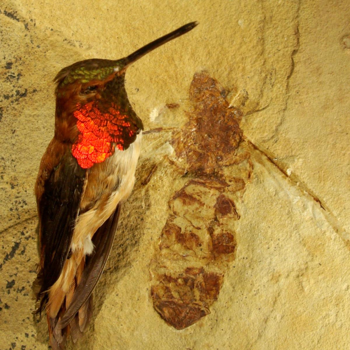 Titanomyrma lubei image