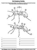 Ant Anatomy Worksheet