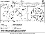 An illustration of an arctic food web