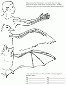 Bone Comparison Worksheet