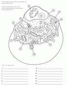Animal Cell Worksheet