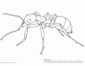 Ant Anatomy