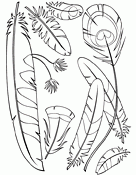 Feathers