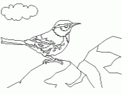 Cactus Wren