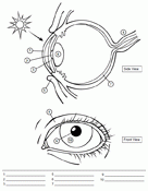 Human Eye Worksheet