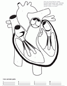 Human Heart Worksheet