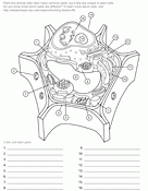 Plant Cell