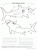 Shark anatomy coloring page