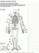 Human Skeleton Anatomy Activity